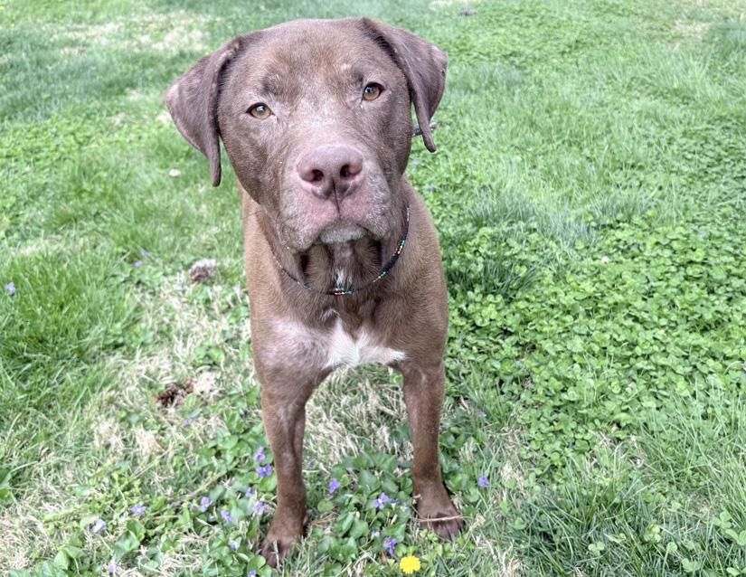 Dusty, ADOPTABLE, Senior Male Chocolate Labrador Retriever.