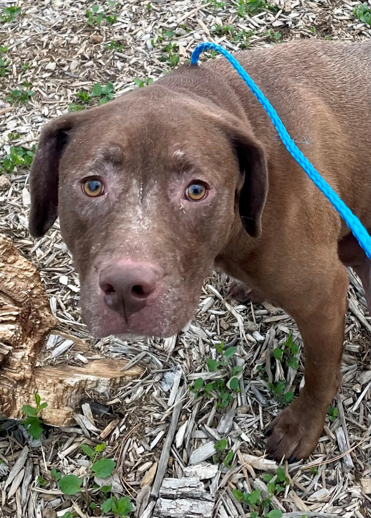 Dusty, a ADOPTABLE mixed breed in Columbus, IN image 4/4