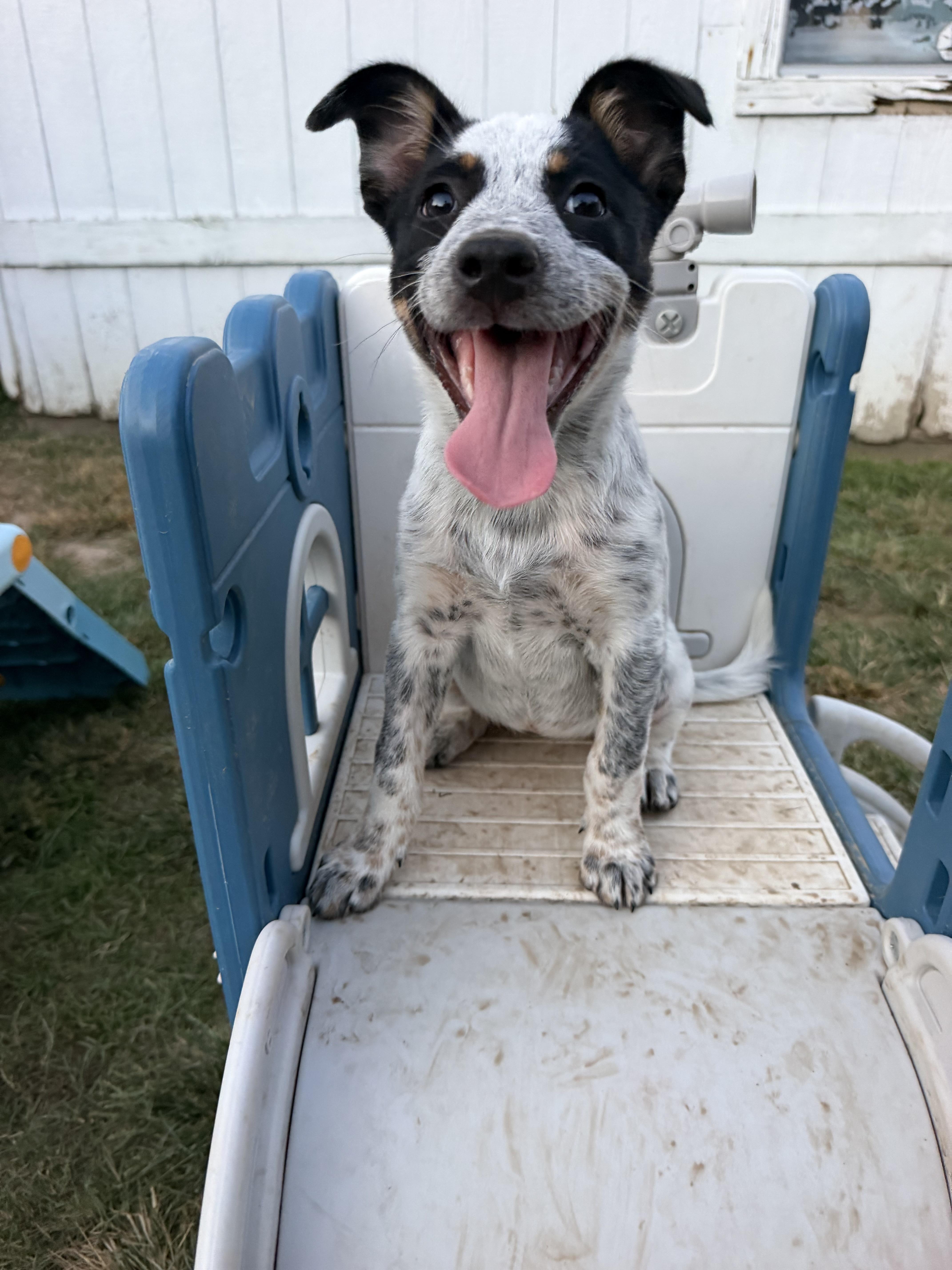 Enlarge Pancake, a Adoptable mixed breed in Grafton, MA image 1/6