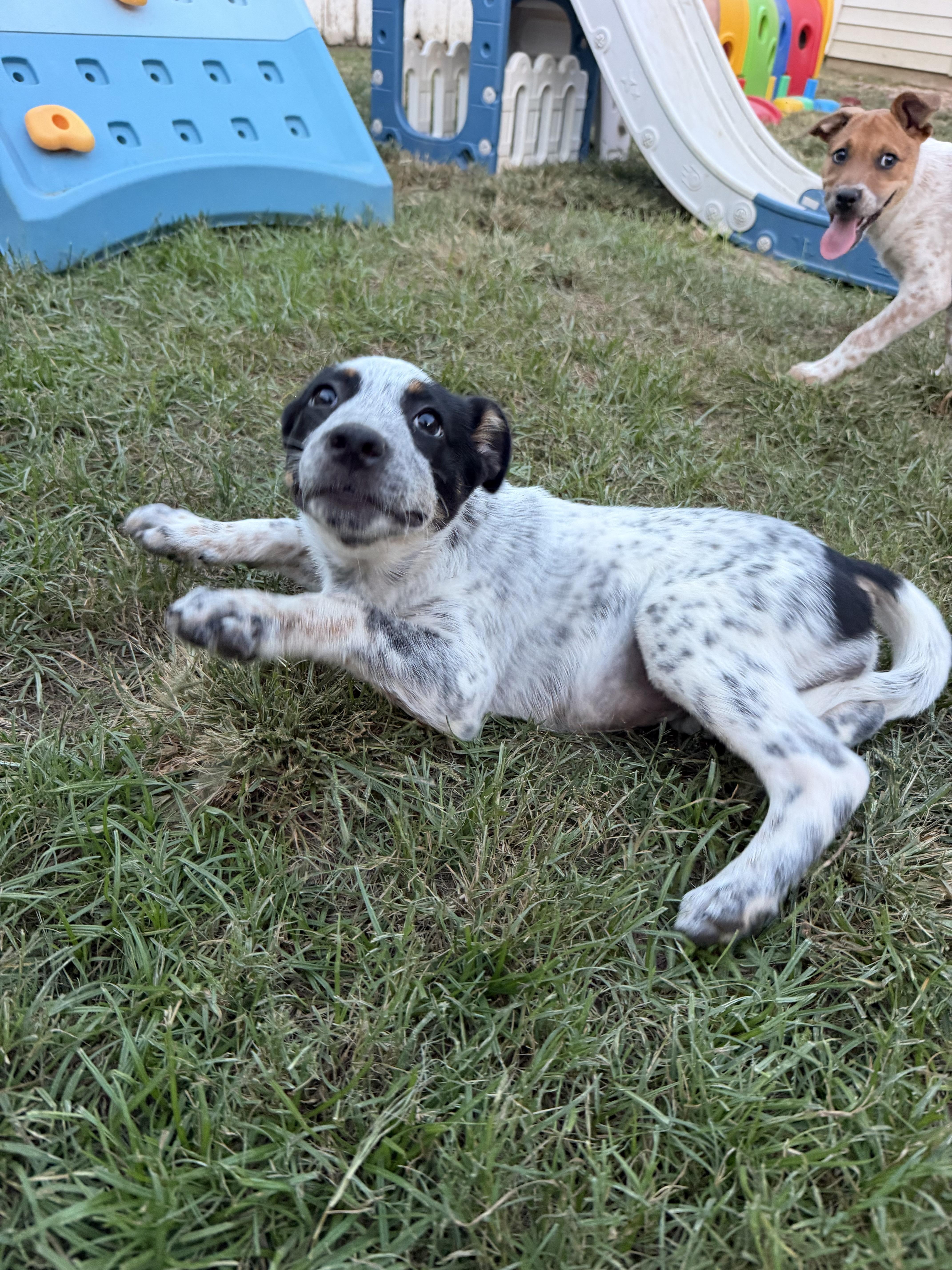 Enlarge Pancake, a Adoptable mixed breed in Grafton, MA image 6/6