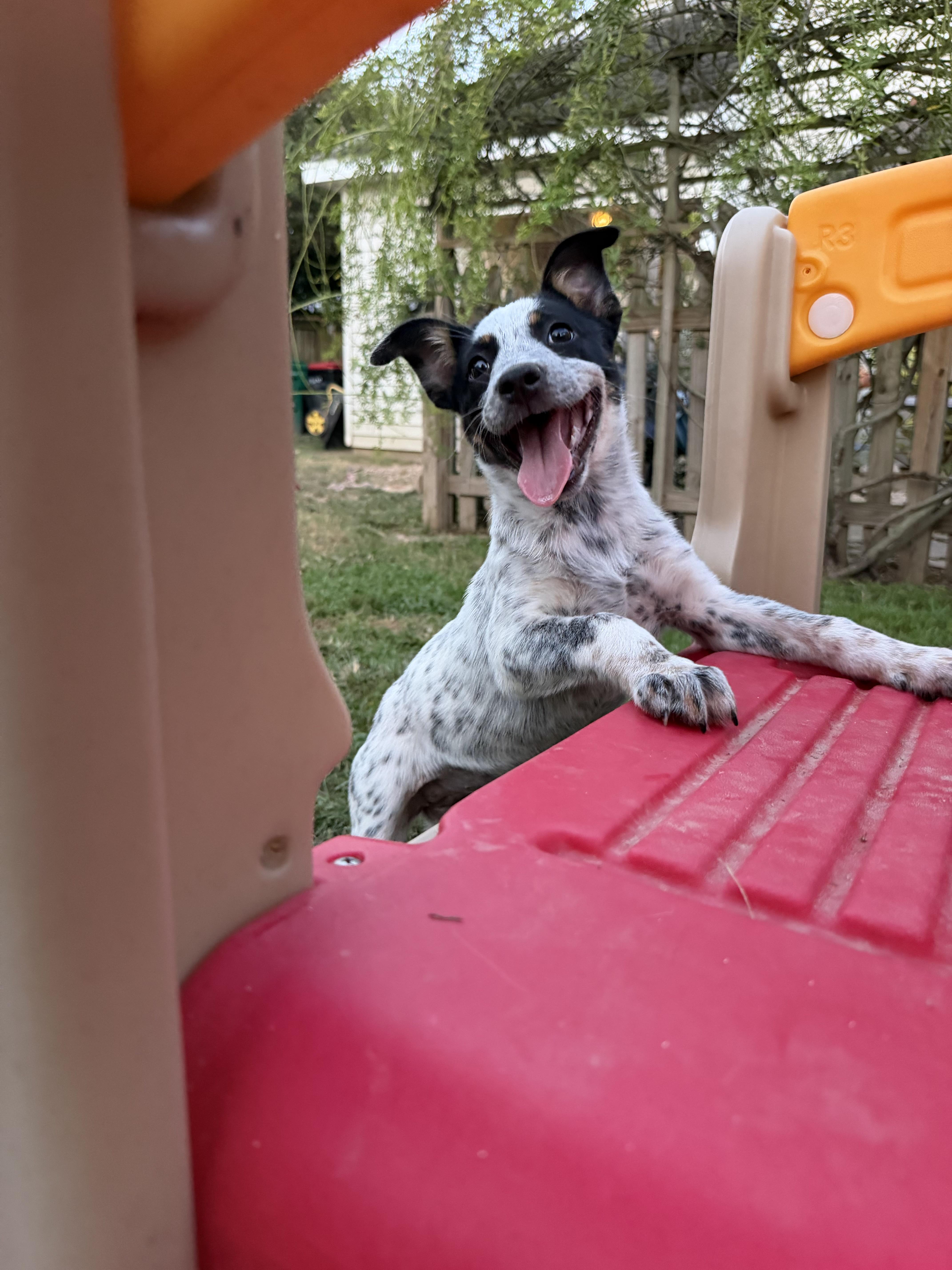 Enlarge Pancake, a Adoptable mixed breed in Grafton, MA image 2/6