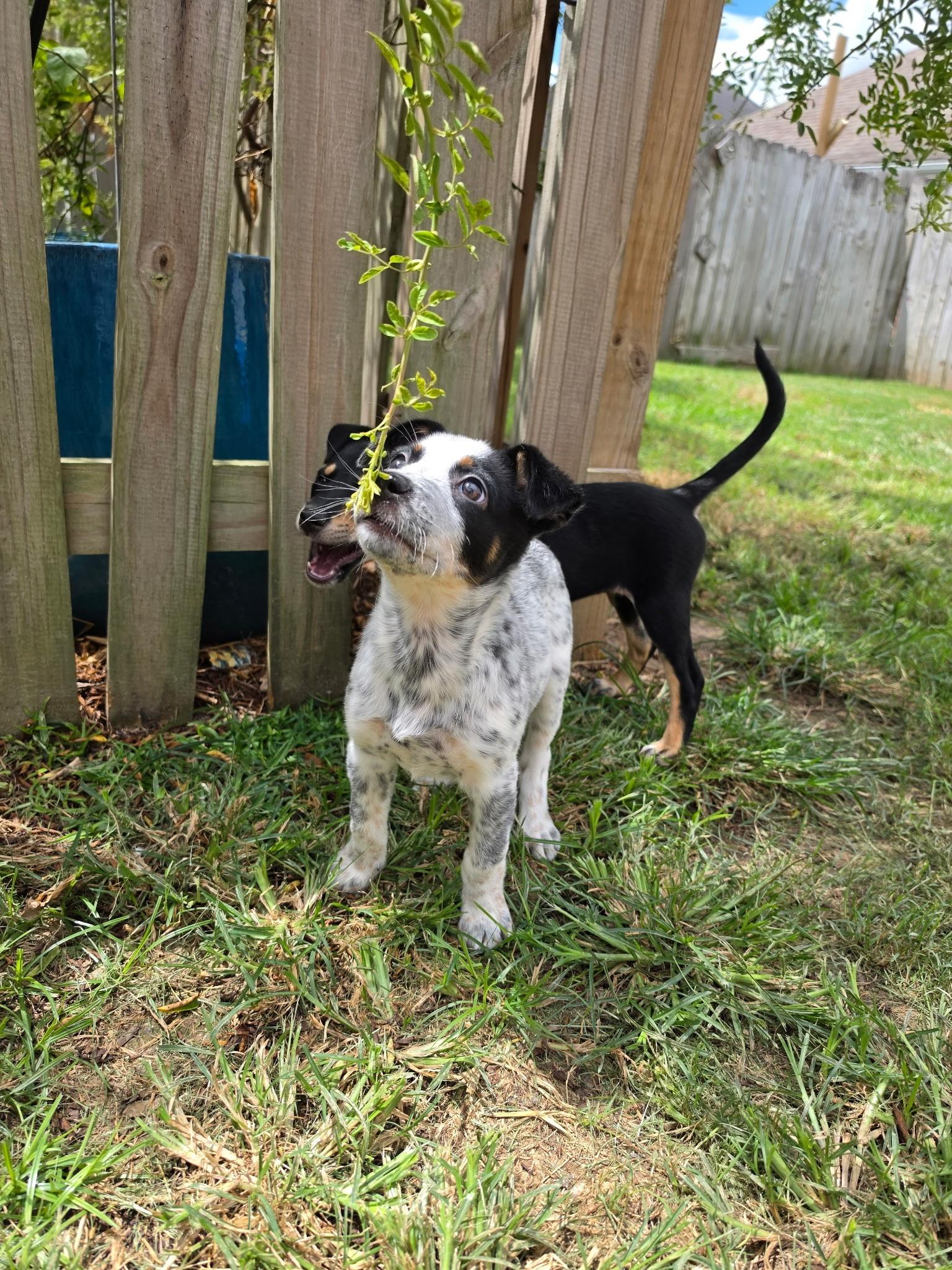 Enlarge Pancake, a Adoptable mixed breed in Grafton, MA image 3/6