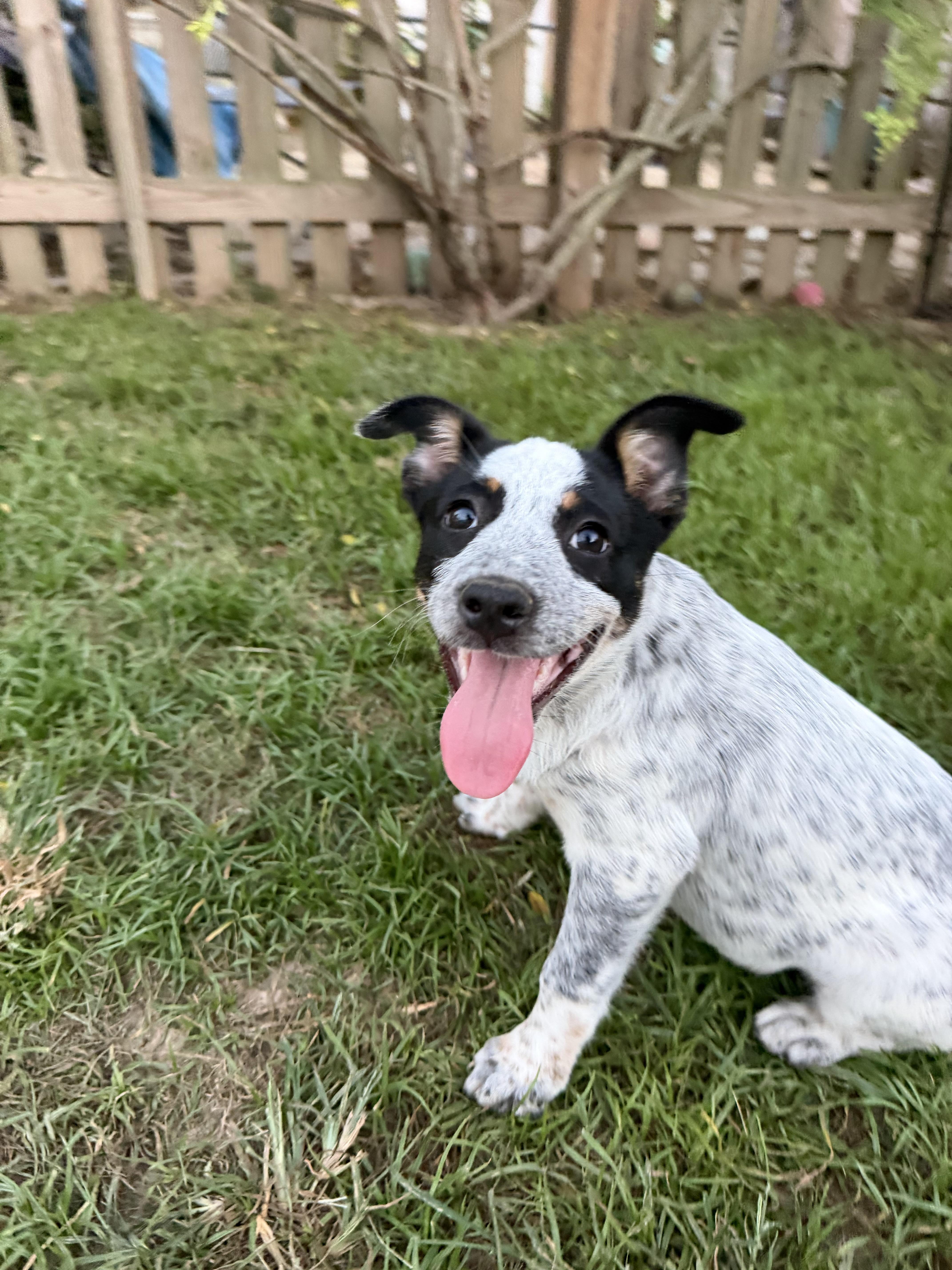 Enlarge Pancake, a Adoptable mixed breed in Grafton, MA image 4/6
