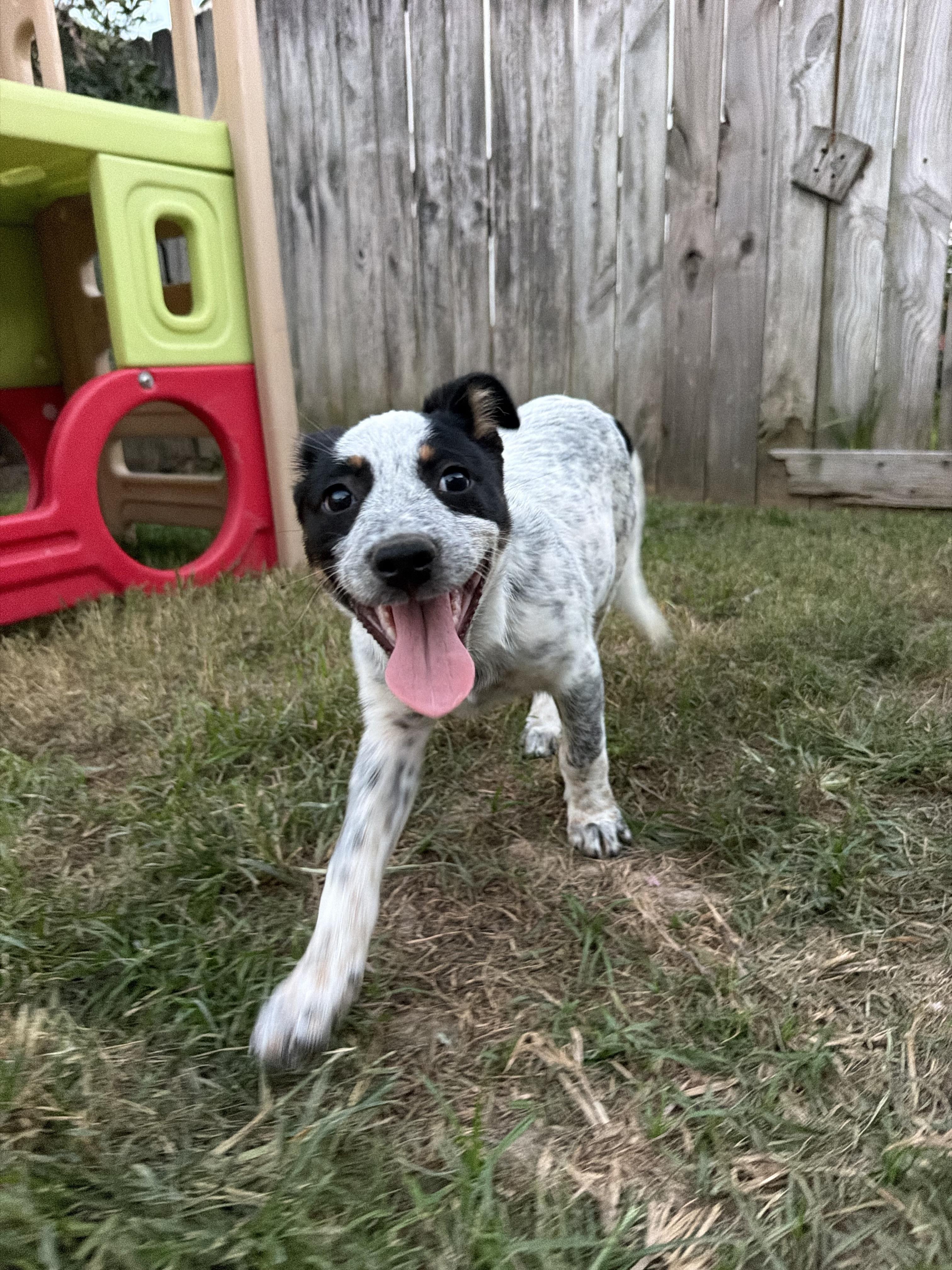 Enlarge Pancake, a Adoptable mixed breed in Grafton, MA image 5/6