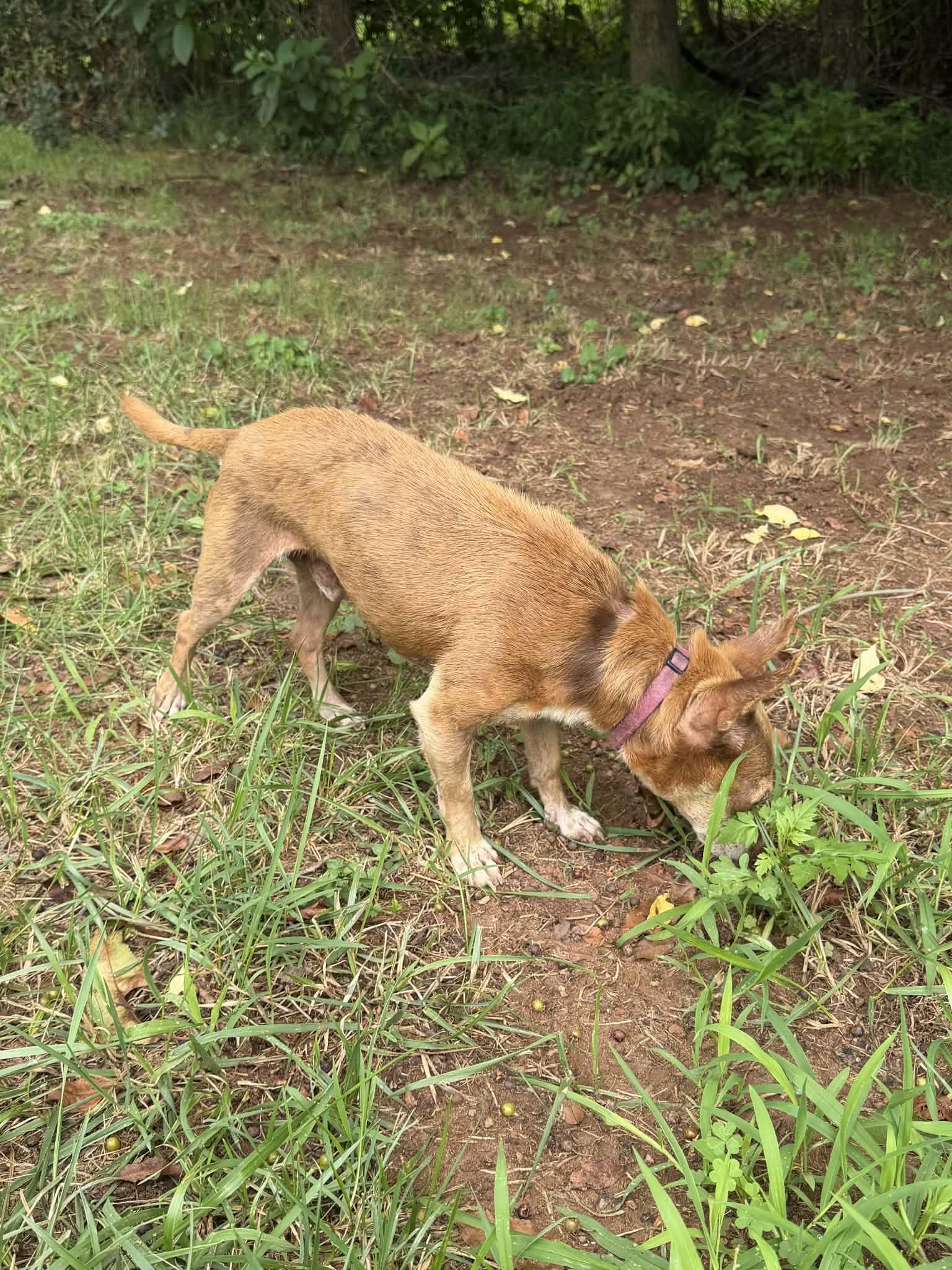Enlarge Papi, an adopted Chihuahua in Trinity, NC image 2/4