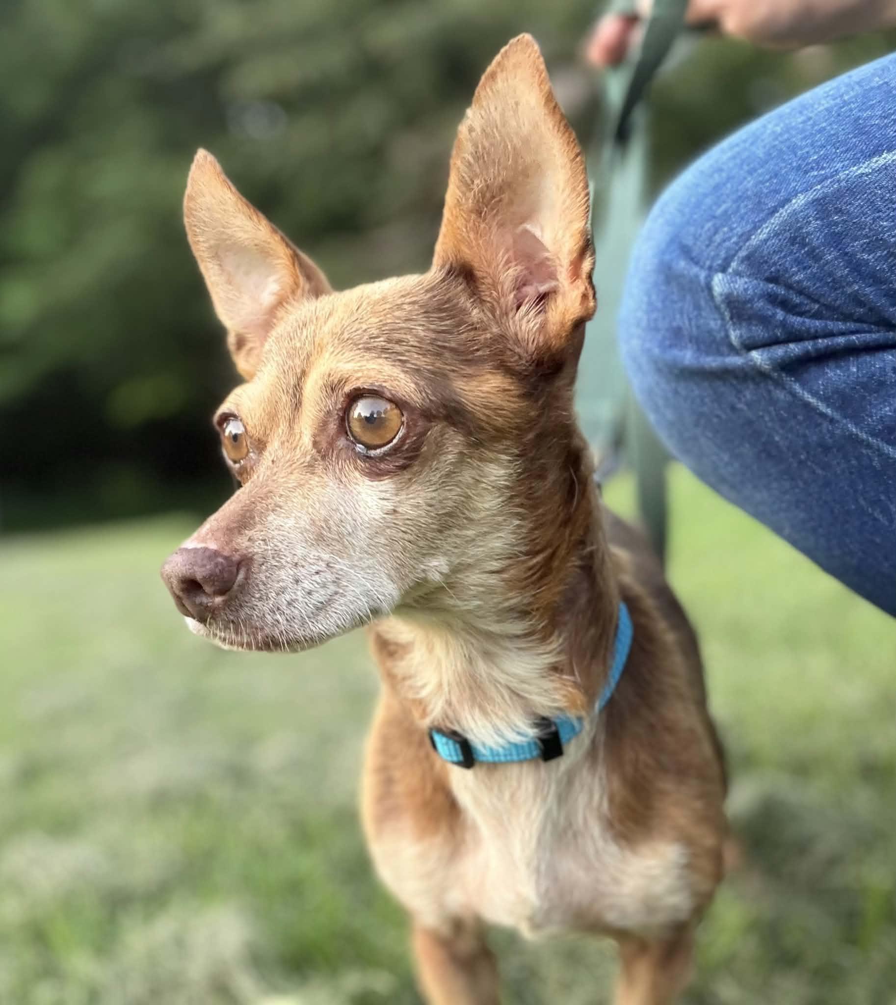 Enlarge Papi, an adopted Chihuahua in Trinity, NC image 1/4