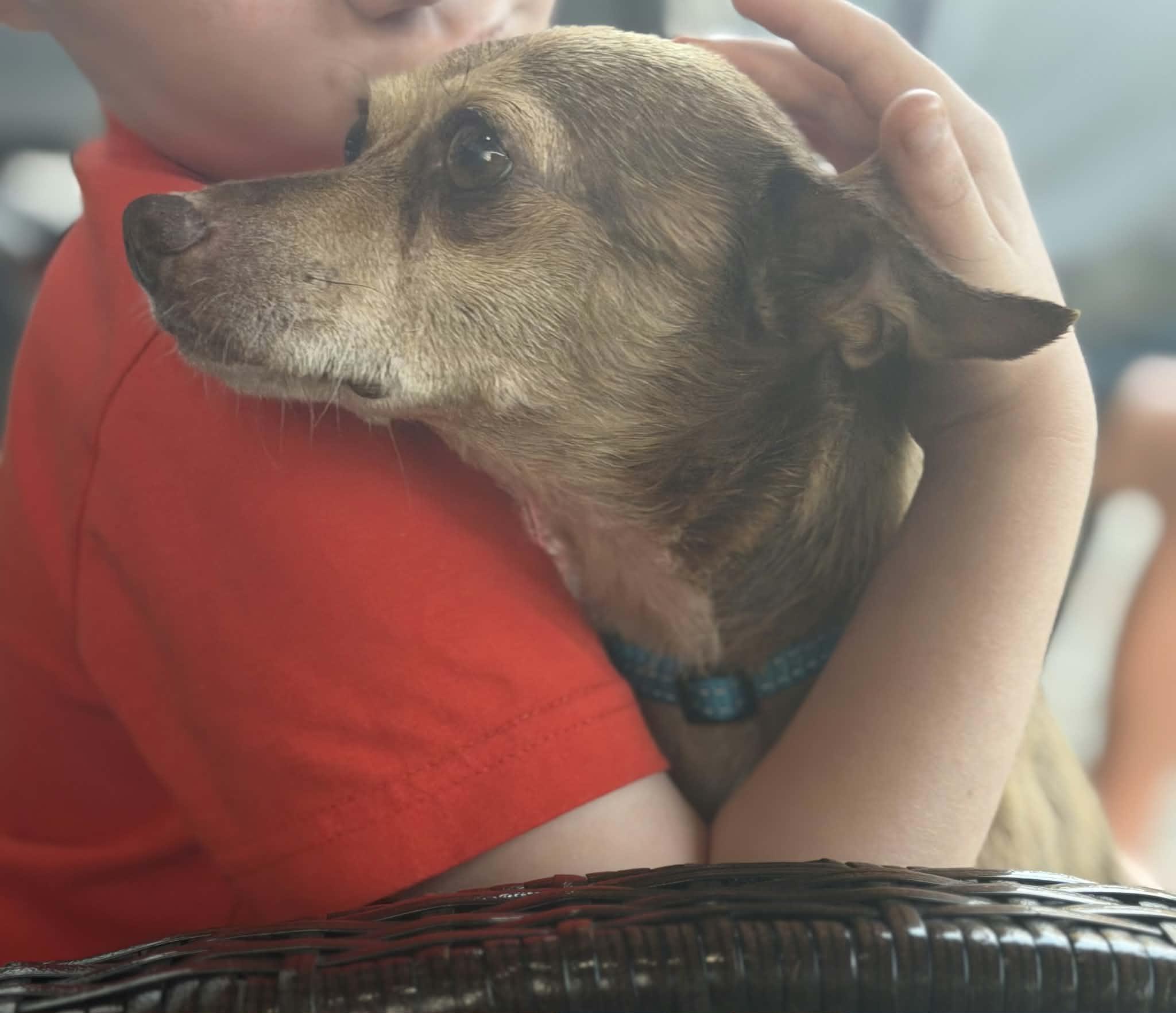 Enlarge Papi, an adopted Chihuahua in Trinity, NC image 3/4