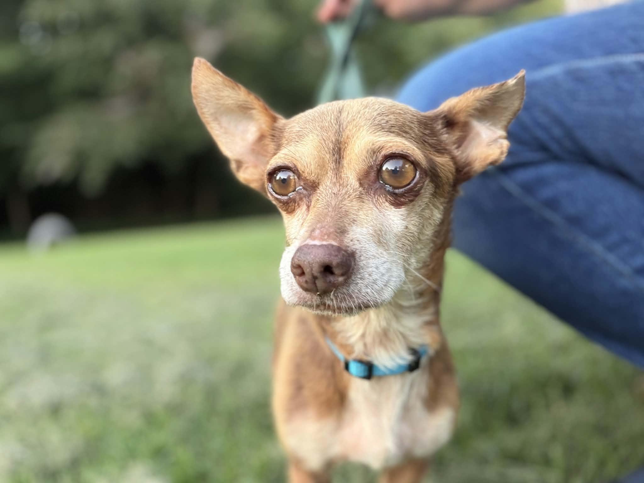Enlarge Papi, an adopted Chihuahua in Trinity, NC image 4/4