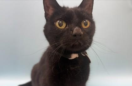 Zoot, Adoptable, Senior Female Domestic Short Hair & Domestic Short Hair.