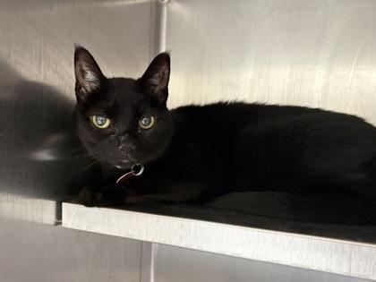 Zoot, a Adoptable mixed breed in Woodbury, MN image 2/2