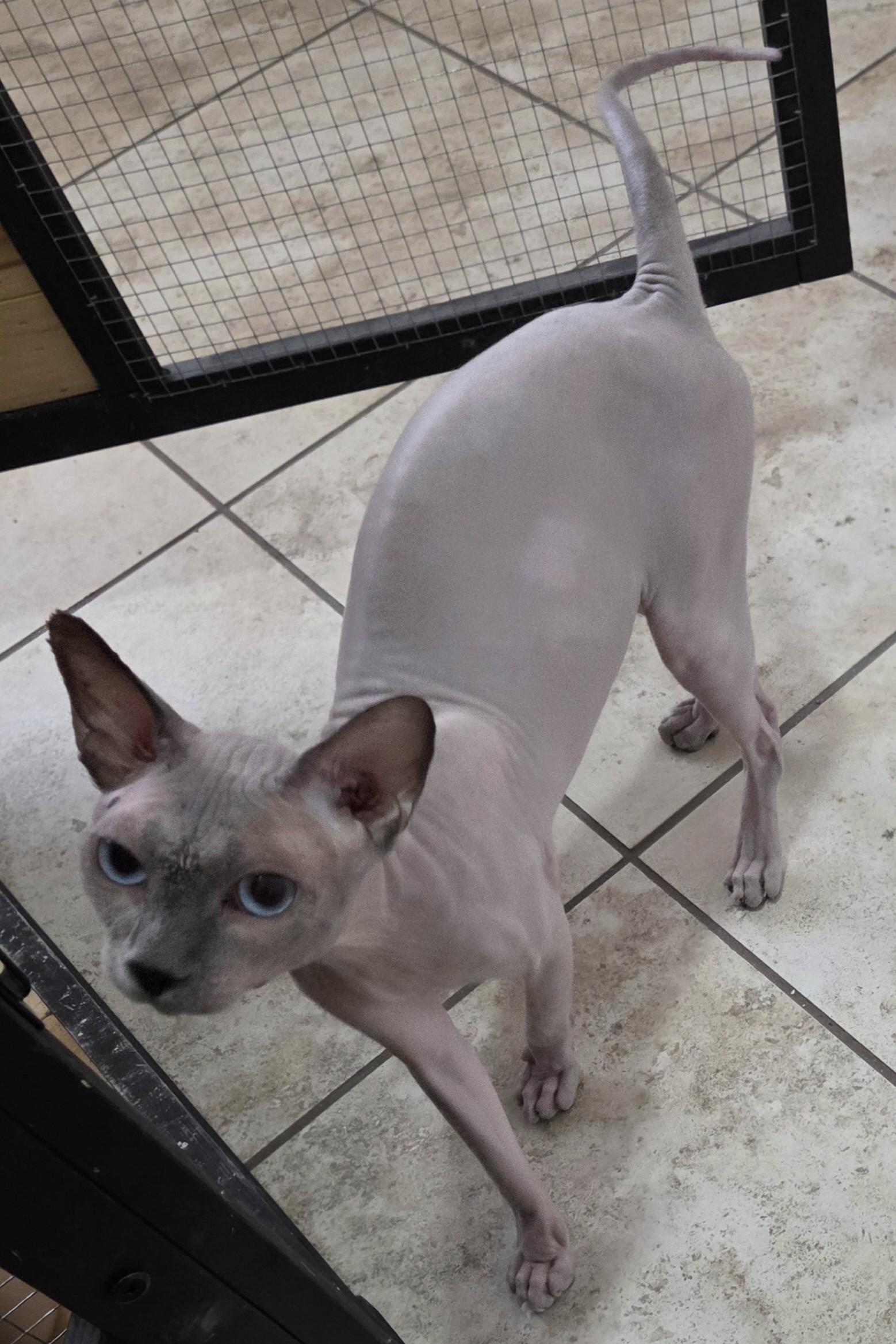 Enlarge Newman, a Adoptable Sphynx / Hairless Cat in Mesquite, NV image 2/2