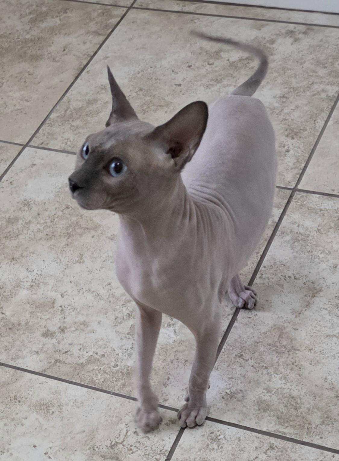 Newman, Adoptable, Adult Male Sphynx / Hairless Cat.
