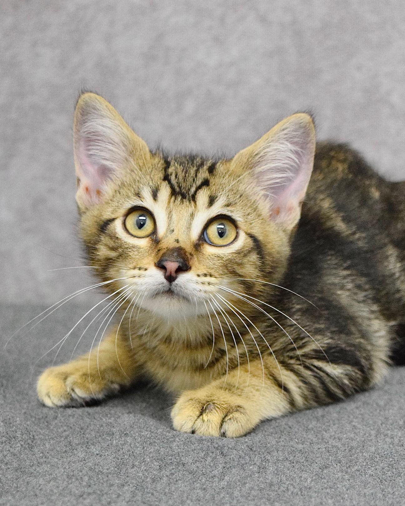 Enlarge Daniel Tiger, a ADOPTABLE Domestic Short Hair in Dublin, CA image 1/1