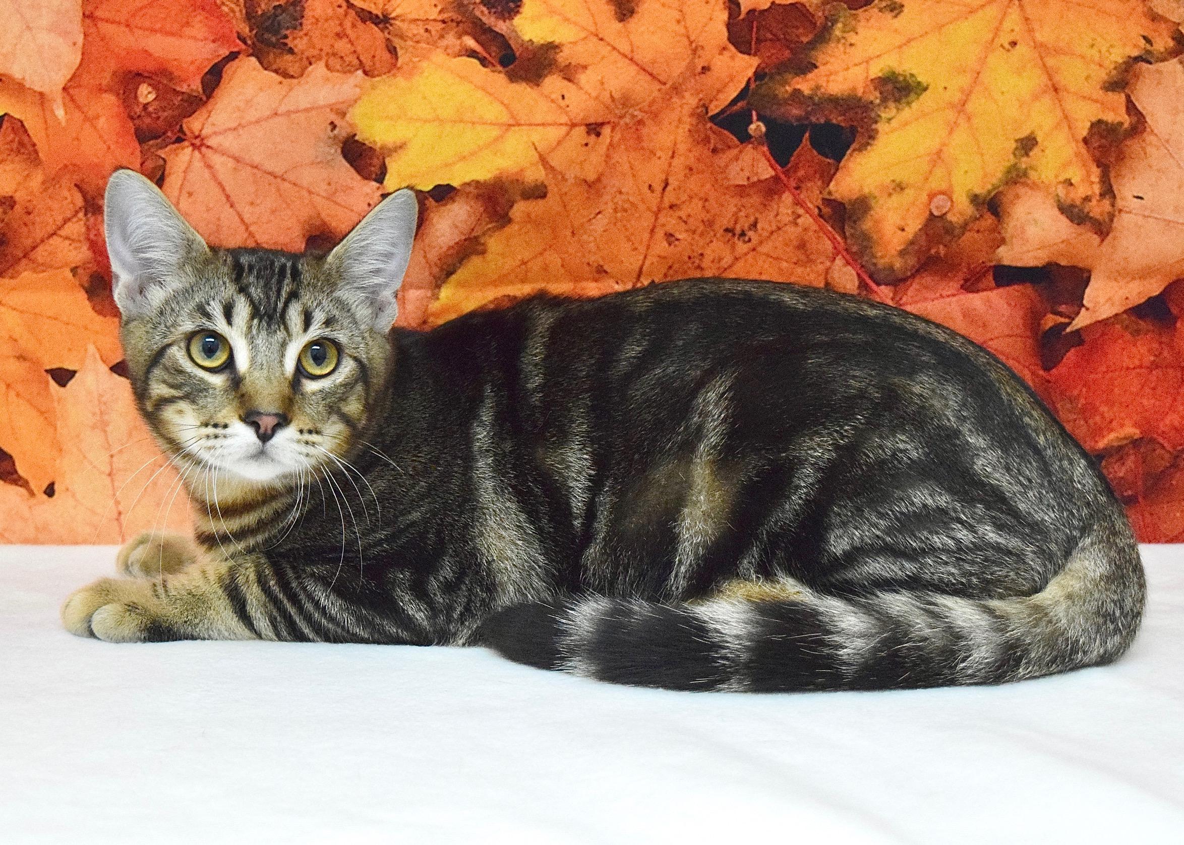 Enlarge Daniel Tiger, a Adoptable Domestic Short Hair in Dublin, CA image 1/2