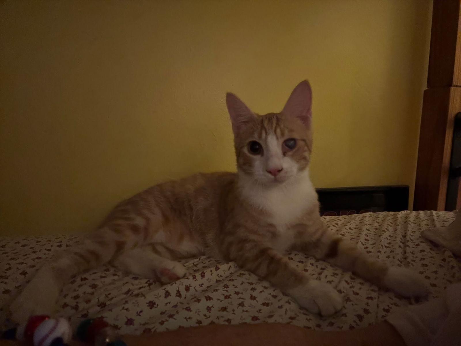 Enlarge Tigger, a Adoptable Domestic Short Hair in Land O Lakes, FL image 1/1