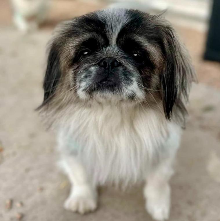 Dog for adoption Jake, a Pekingese in Mead, CO Petfinder