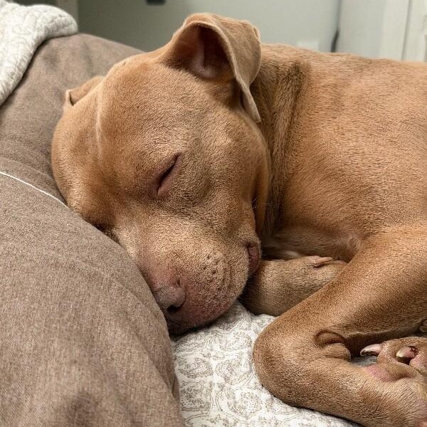 Benny Short King — thumbnail 2