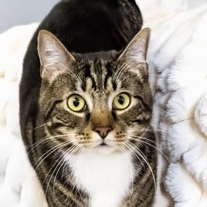Olive, Adoptable, Adult Male Domestic Short Hair & Domestic Short Hair.