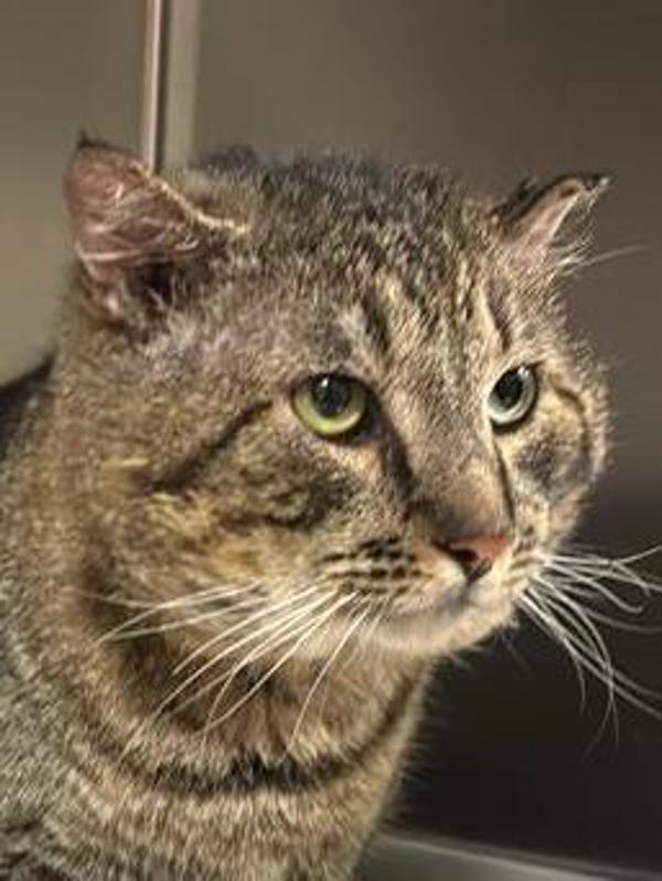 Martin, a Adoptable mixed breed in Vancouver, WA image 2/2