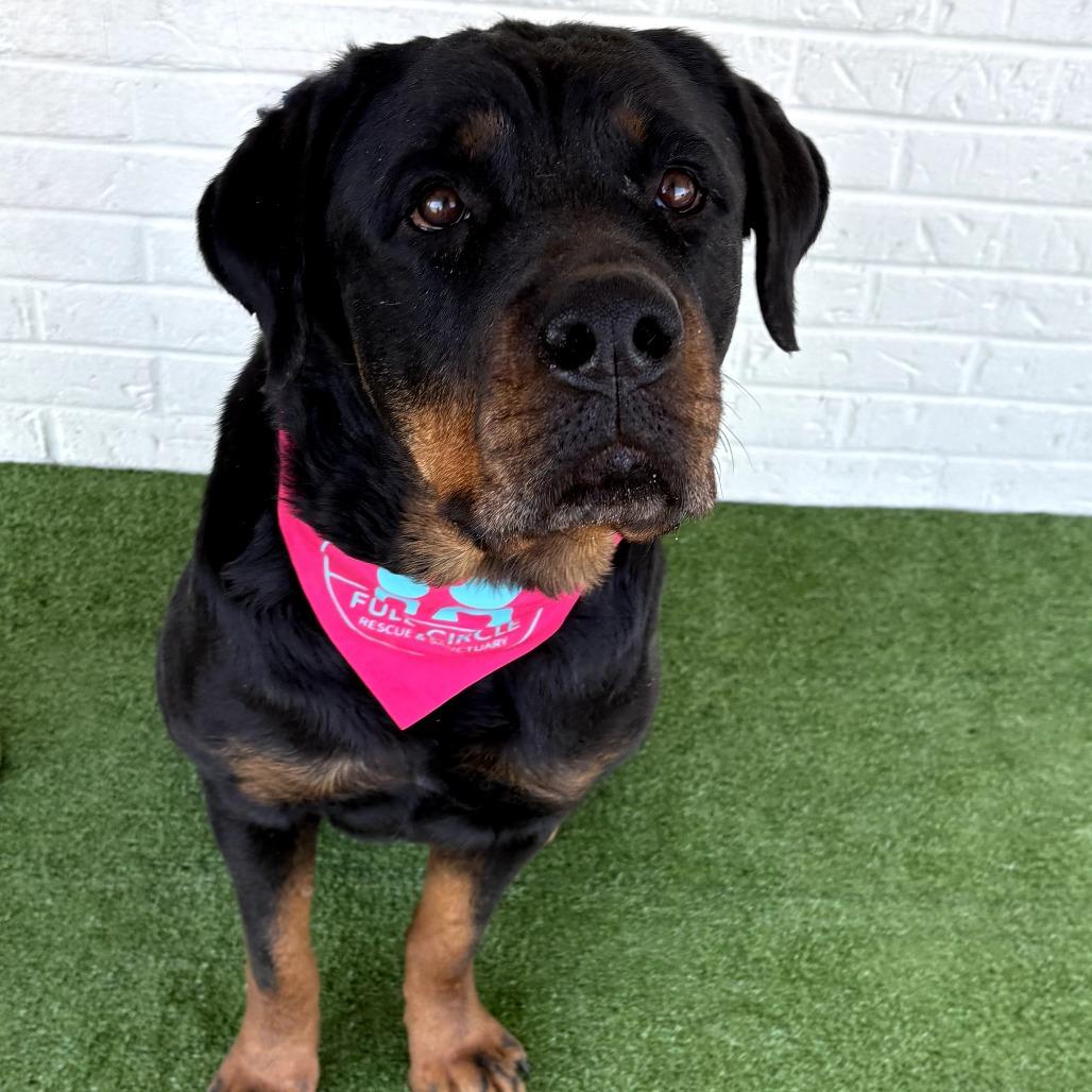 Enlarge Winnie, a Adoptable Rottweiler in Bessemer, AL image 1/6