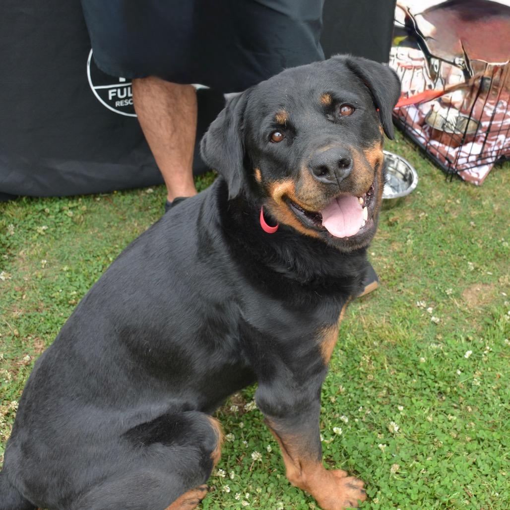 Enlarge Winnie, a Adoptable Rottweiler in Bessemer, AL image 2/6