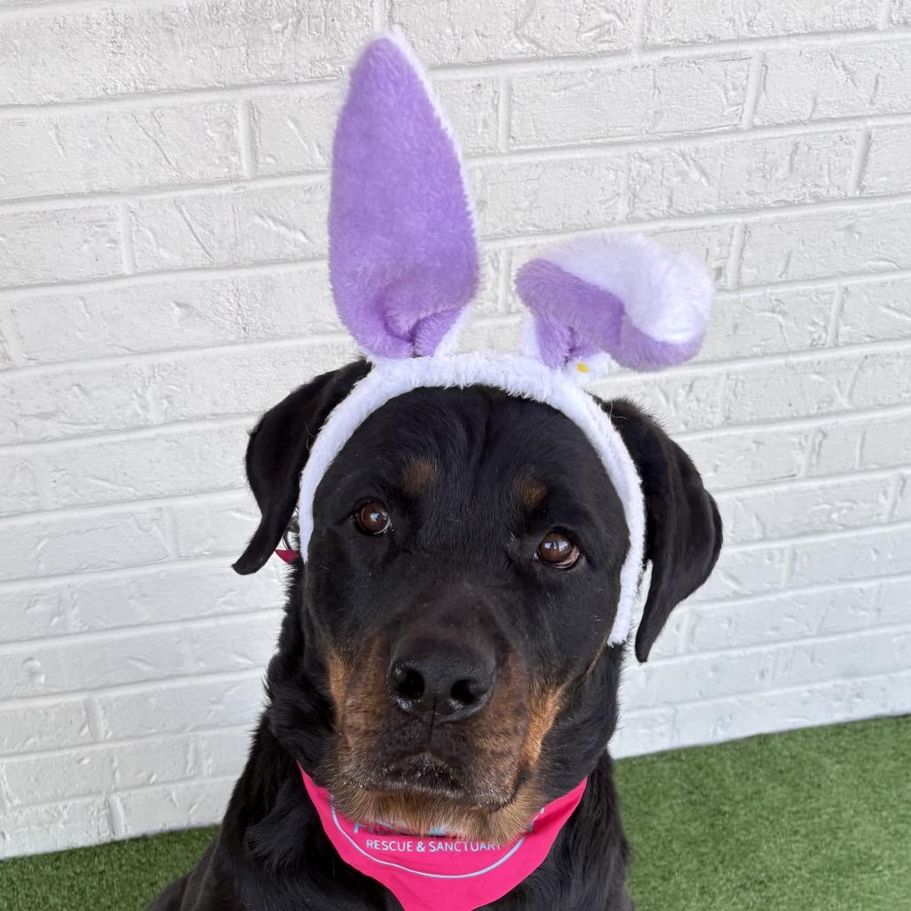 Enlarge Winnie, a Adoptable Rottweiler in Bessemer, AL image 2/6