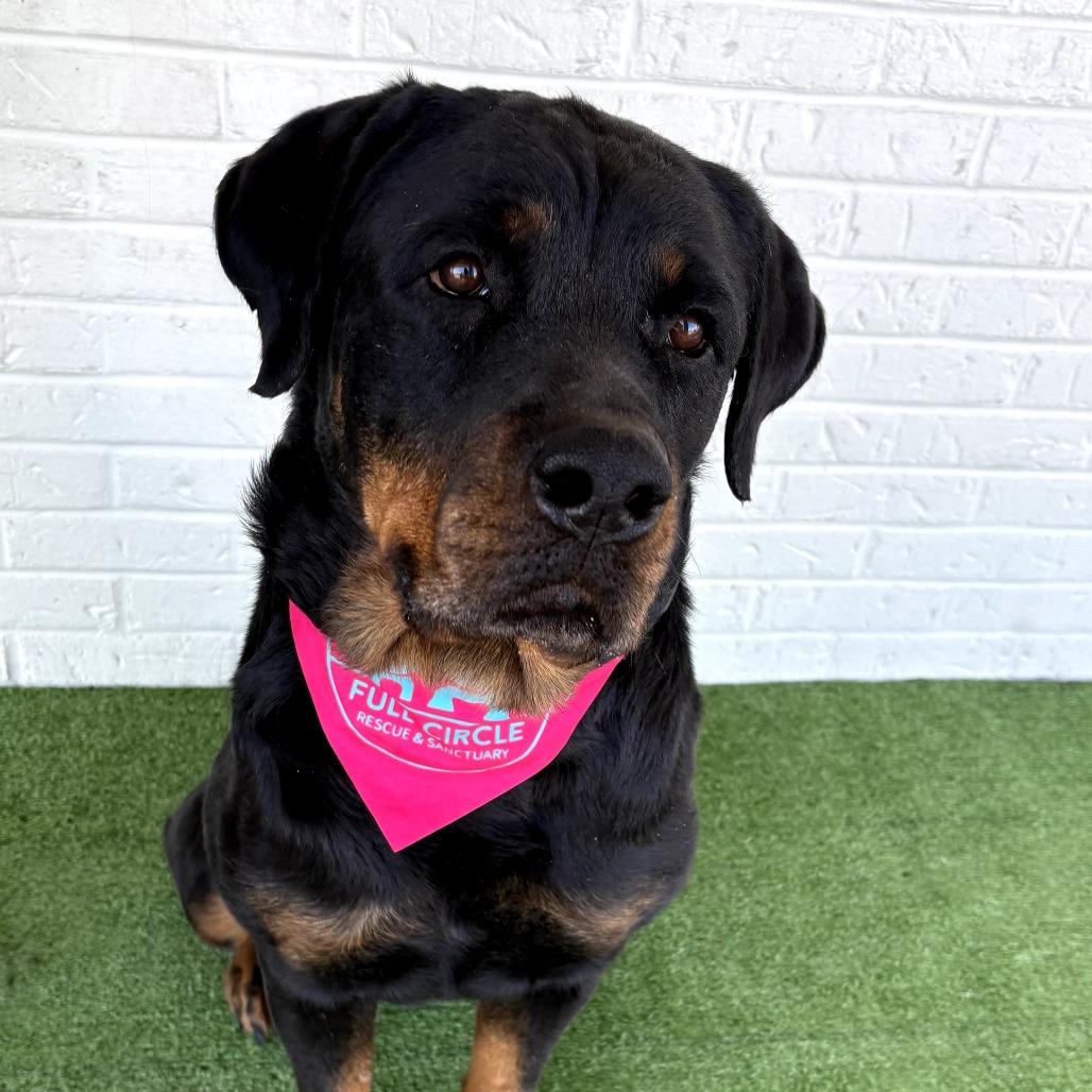 Enlarge Winnie, a Adoptable Rottweiler in Bessemer, AL image 3/6