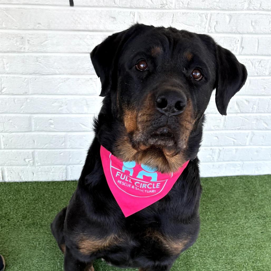 Enlarge Winnie, a Adoptable Rottweiler in Bessemer, AL image 4/6