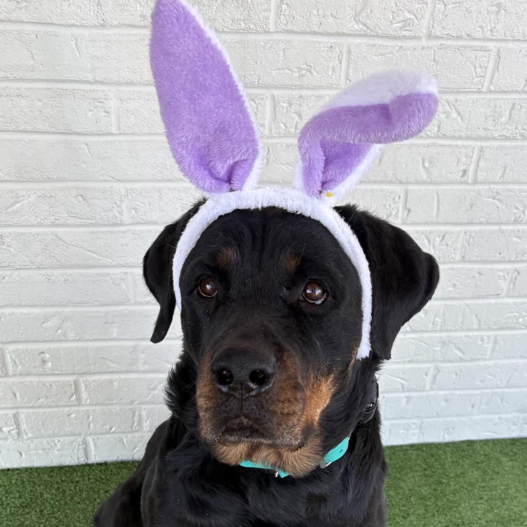 Enlarge Winnie, a Adoptable Rottweiler in Bessemer, AL image 6/6