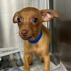 Enlarge Micro, a Adoptable Mixed Breed in Knoxville, TN image 1/1