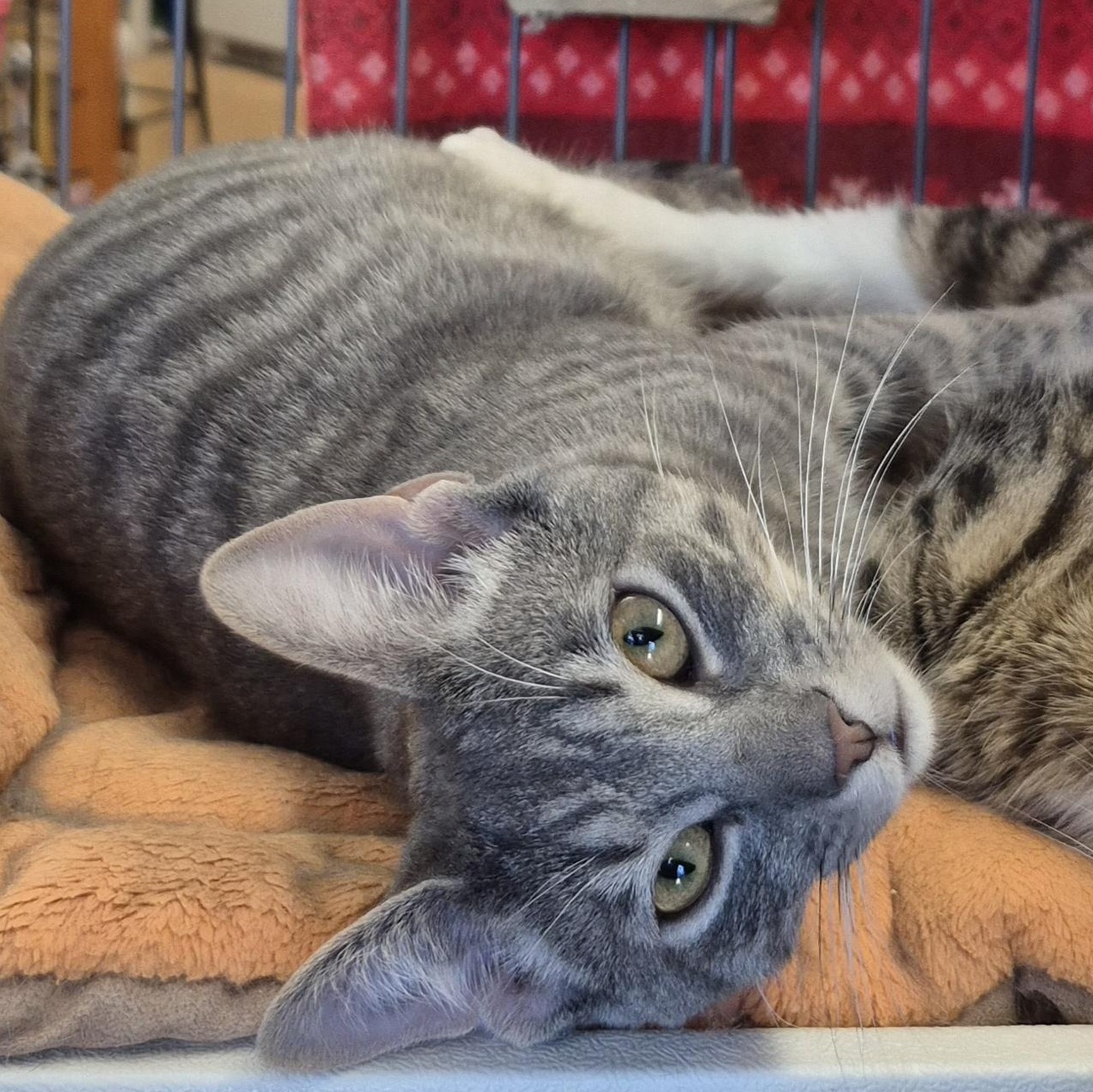 Enlarge Charlie , an adopted Tabby in Hillsborough, NJ image 1/1