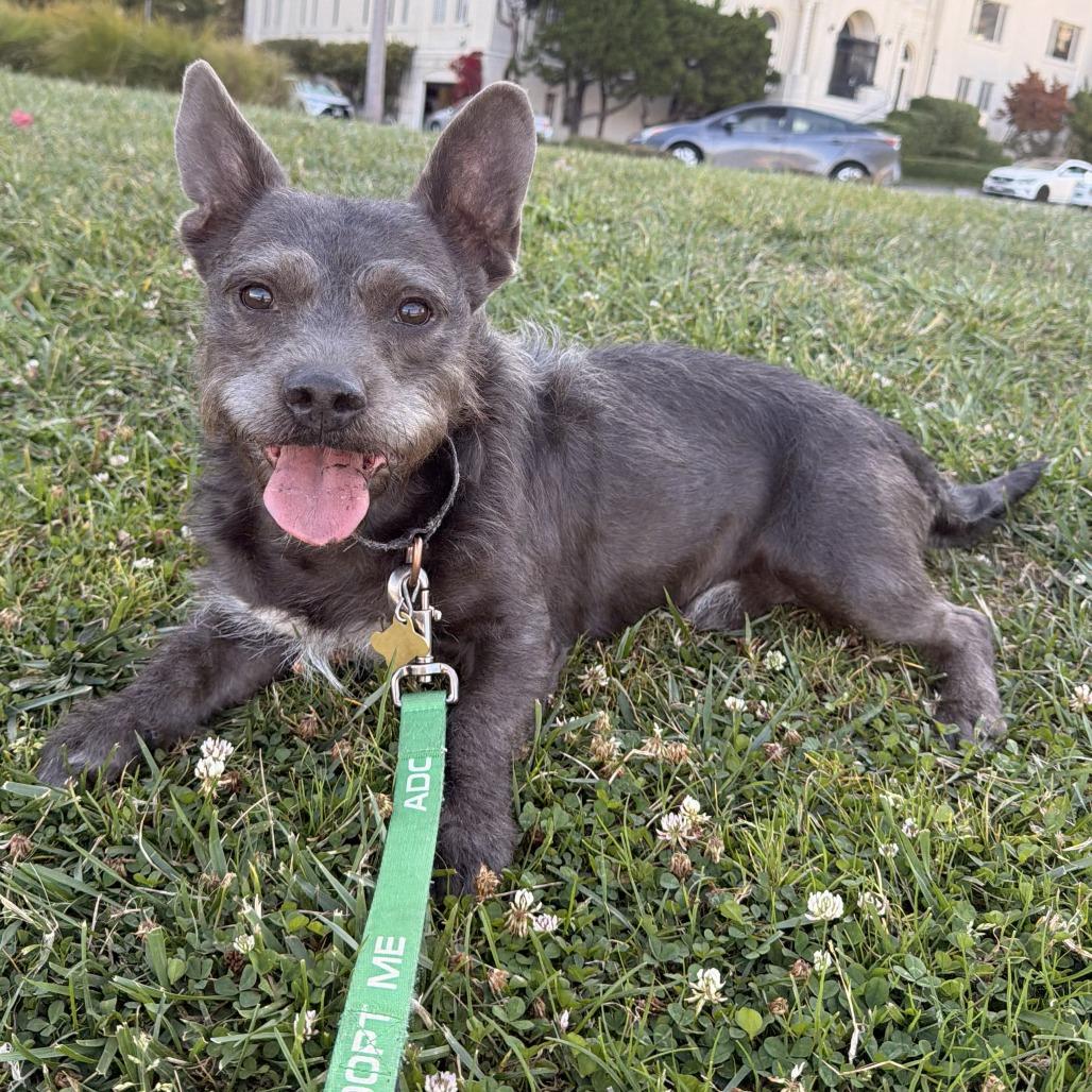 Enlarge LIL HARVEY, a Adoptable mixed breed in Point Richmond, CA image 1/6