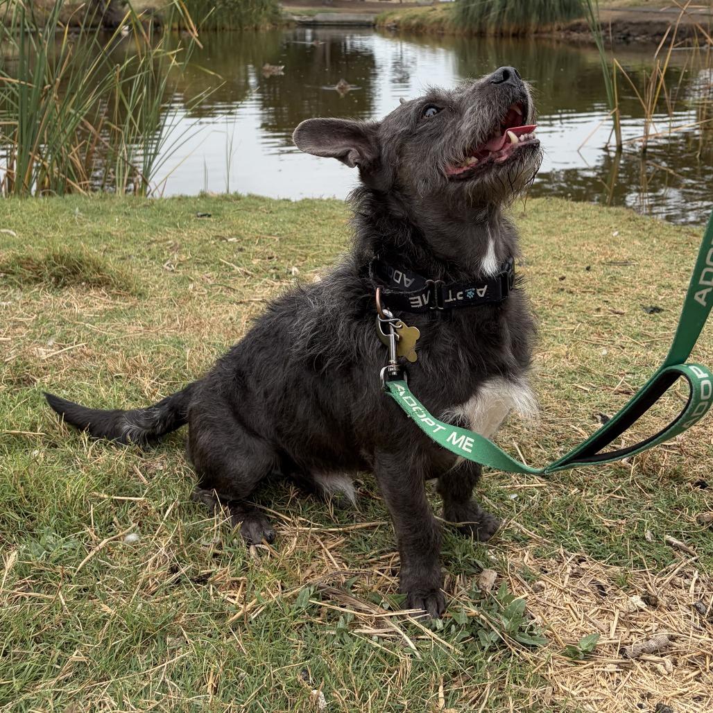 Enlarge LIL HARVEY, a Adoptable mixed breed in Point Richmond, CA image 2/6