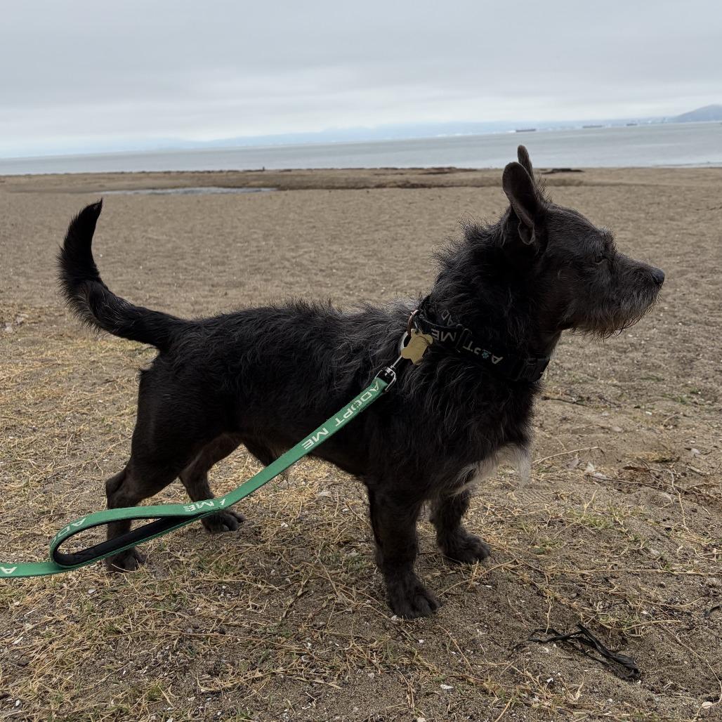 Enlarge LIL HARVEY, a Adoptable mixed breed in Point Richmond, CA image 3/6