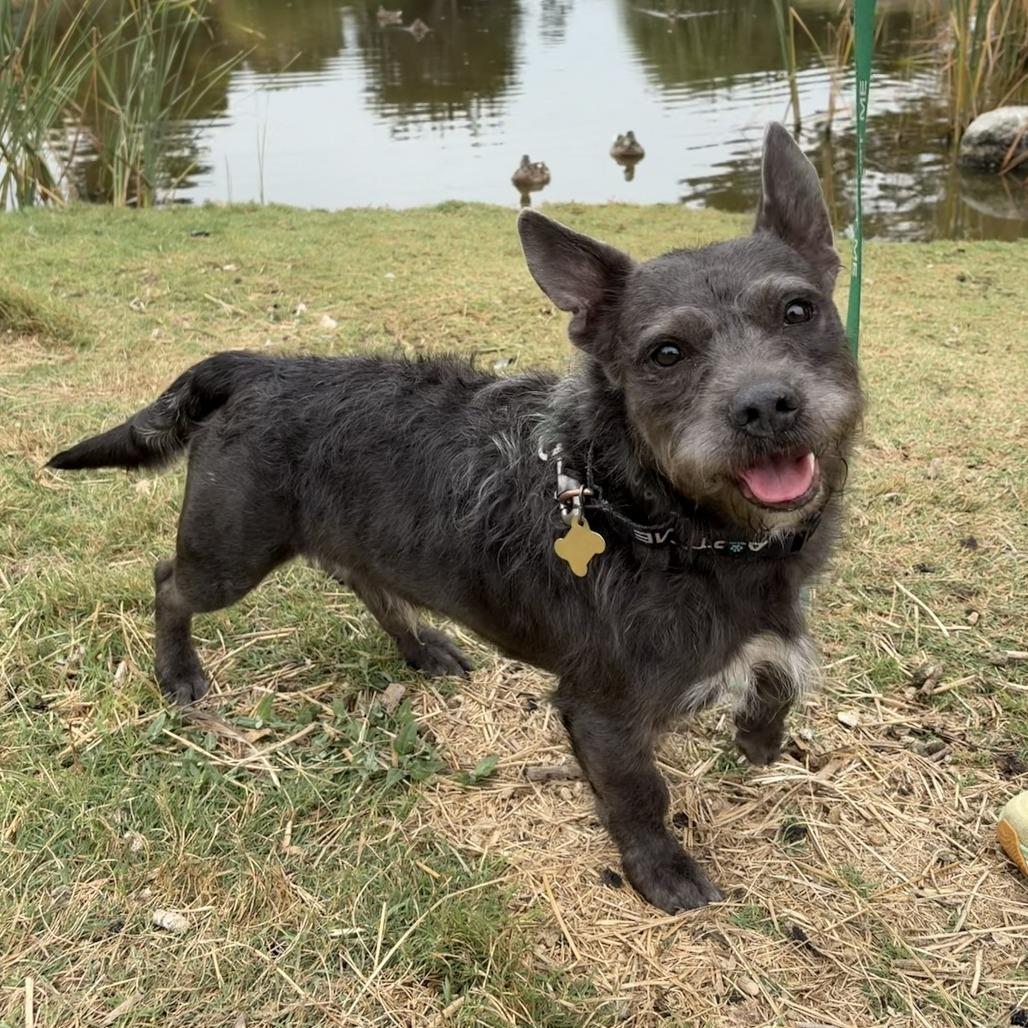 Enlarge LIL HARVEY, a Adoptable mixed breed in Point Richmond, CA image 4/6
