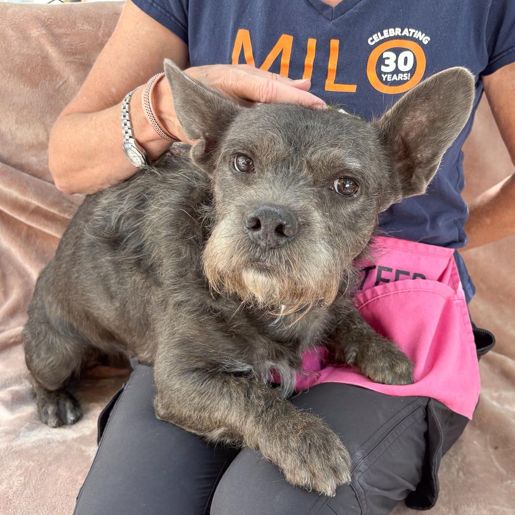 Enlarge LIL HARVEY, a Adoptable mixed breed in Point Richmond, CA image 5/6