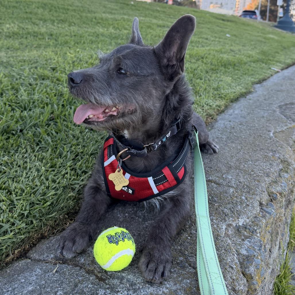 Enlarge LIL HARVEY, a Adoptable mixed breed in Point Richmond, CA image 6/6