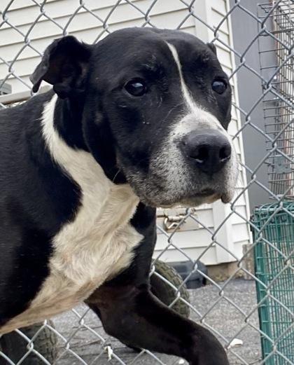 Enlarge Jazzy, a ADOPTABLE Pit Bull Terrier in Glasgow, KY image 1/2
