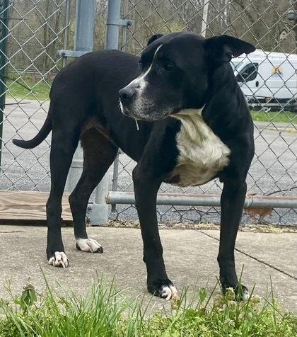 Enlarge Jazzy, a ADOPTABLE Pit Bull Terrier in Glasgow, KY image 2/2