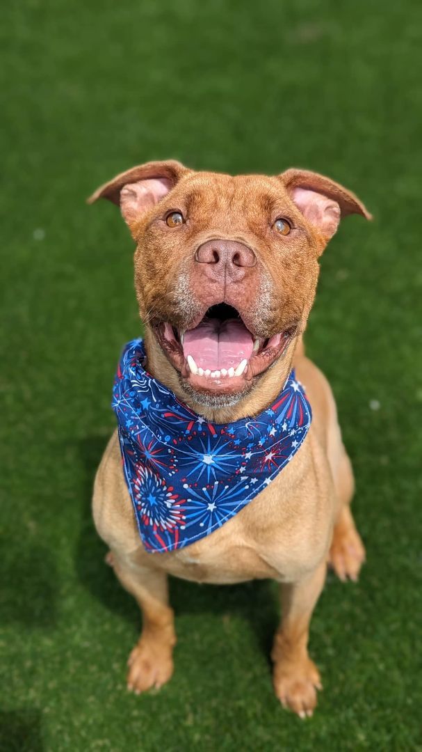 Kobe, Adoptable, Adult Male Pit Bull Terrier.