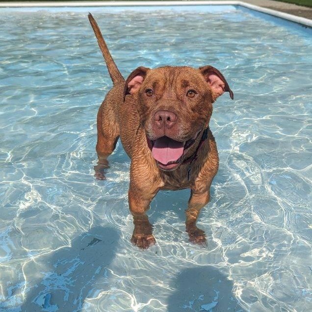 Kobe, a Adoptable Pit Bull Terrier in Groton, CT image 2/6