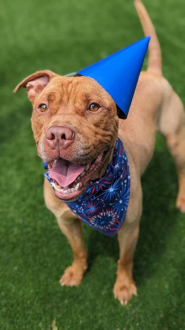 Kobe, a Adoptable Pit Bull Terrier in Groton, CT image 3/6