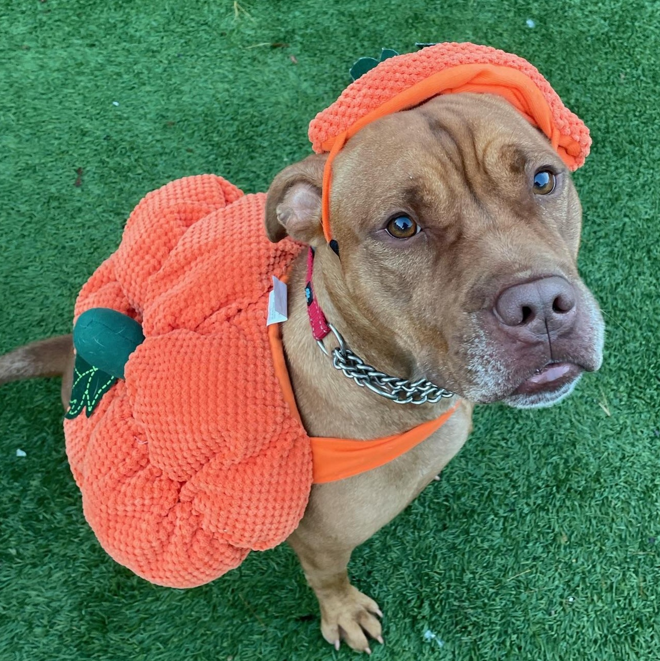 Kobe, a Adoptable Pit Bull Terrier in Groton, CT image 4/6