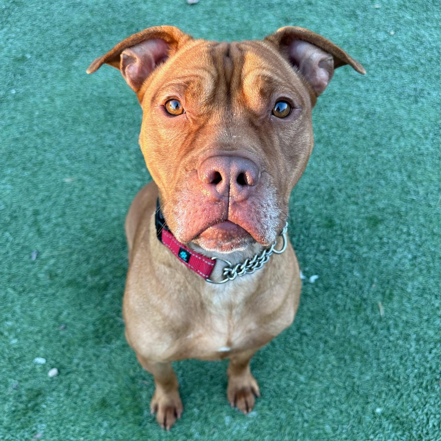 Kobe, a Adoptable Pit Bull Terrier in Groton, CT image 5/6