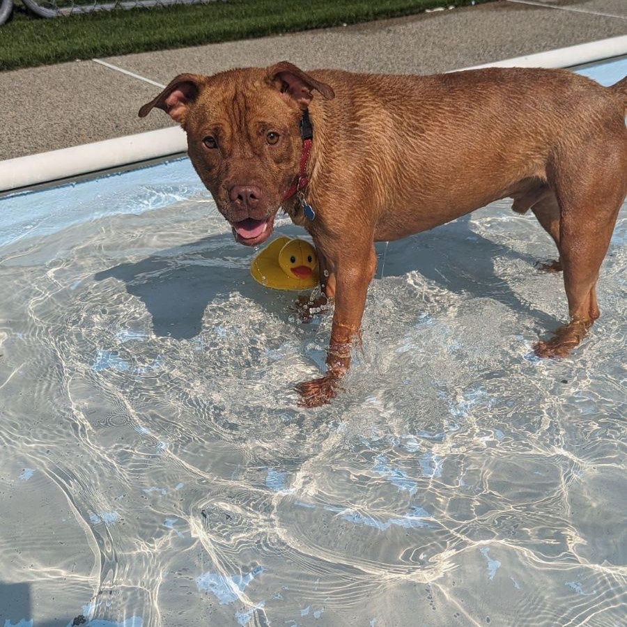 Kobe, a Adoptable Pit Bull Terrier in Groton, CT image 6/6