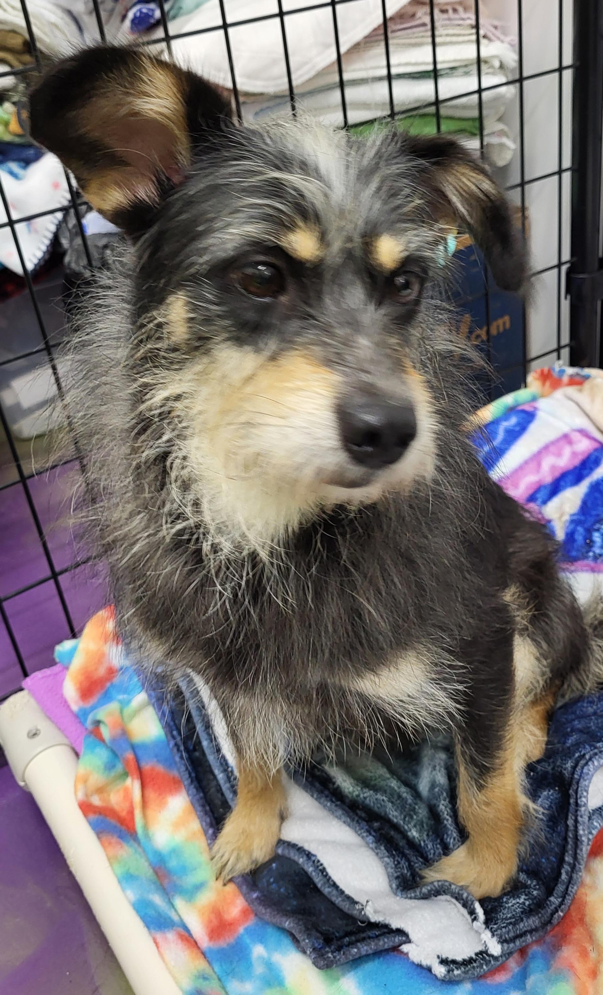 Zelda, Adoptable, Adult Female Terrier.