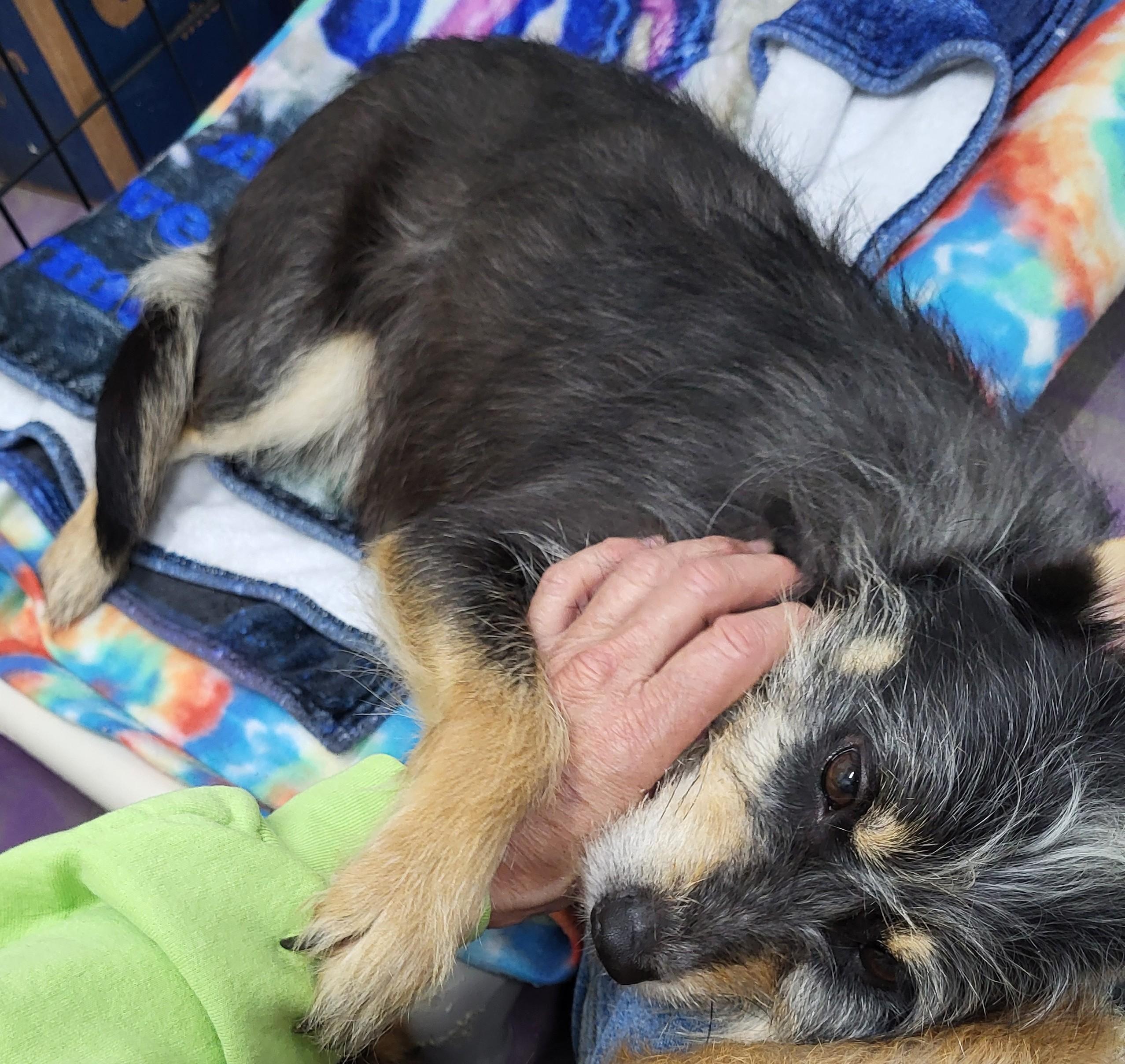 Zelda, a Adoptable mixed breed in Anna, IL image 2/3