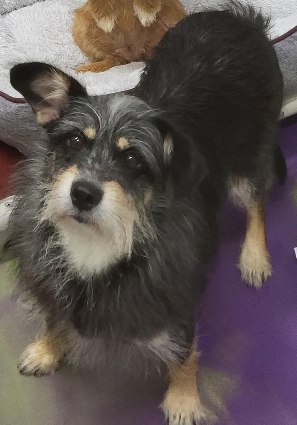 Zelda, a Adoptable mixed breed in Anna, IL image 3/3