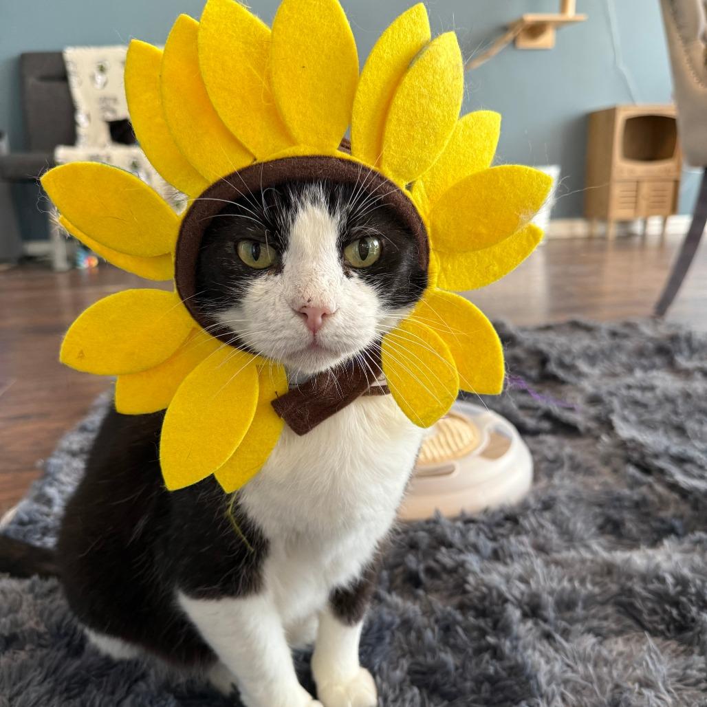 Enlarge Jake, a Adoptable Domestic Short Hair in Nashville, TN image 1/1