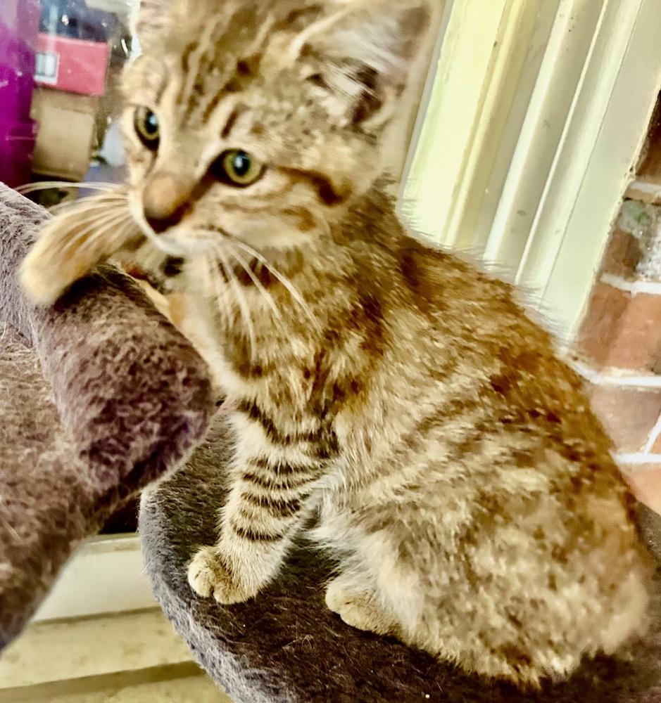 Enlarge Tweed, a Adoptable mixed breed in Franklin, WV image 1/6